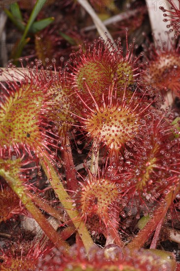 Common sundew