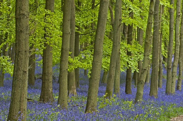 Hyacinthoides non-scripta