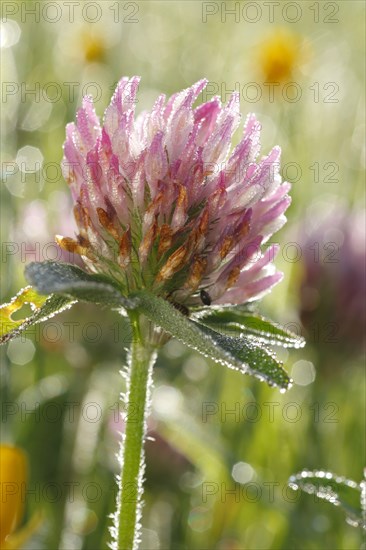 Red Clover