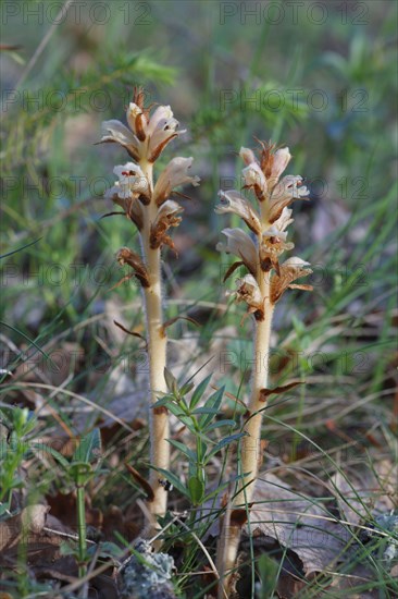 Clove-scented Broomrape