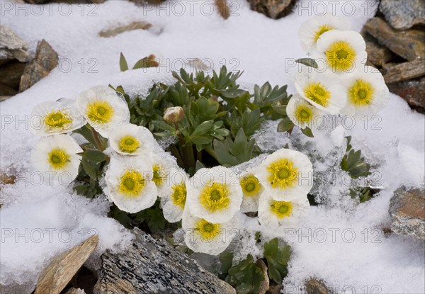 Glacier Crowfoot