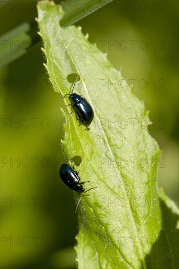 Blue-green cabbage flea