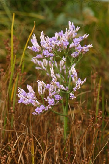 Common Sea-lavender