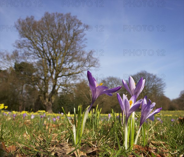 Crocus serbicus