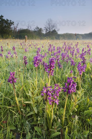 Green-winged Orchid