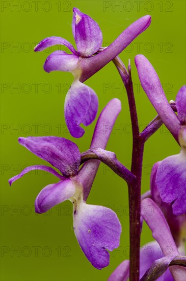 Early Purple Orchid