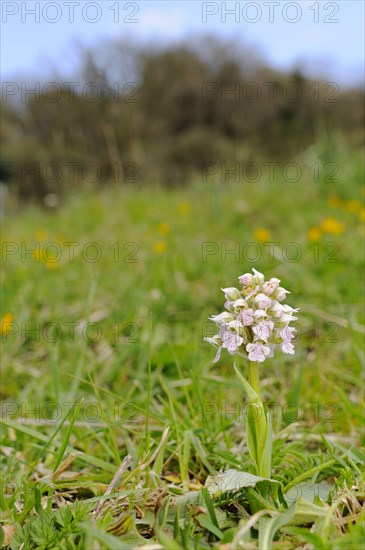 Neotinea tridentata