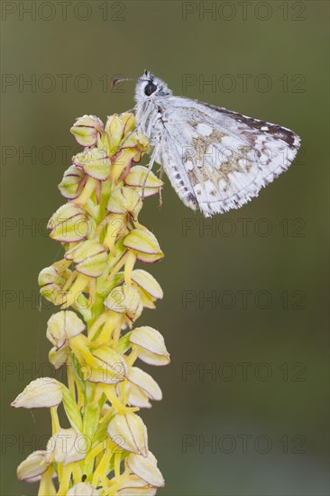 Safflower Skipper