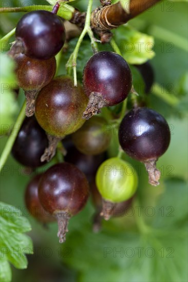 Blackcurrant close-up of berries