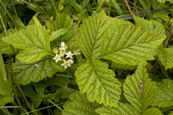 Stone Bramble