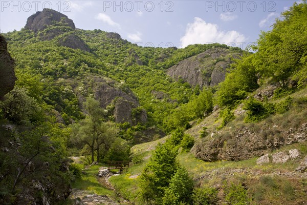 View of a botanically rich protected area with Oriental oriental hornbeam