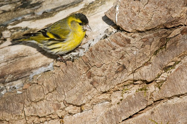 Eurasian siskin