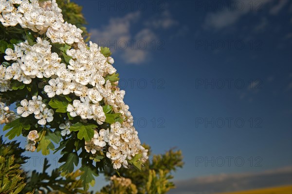 Common common hawthorn