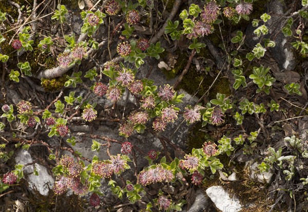 Alpine willow
