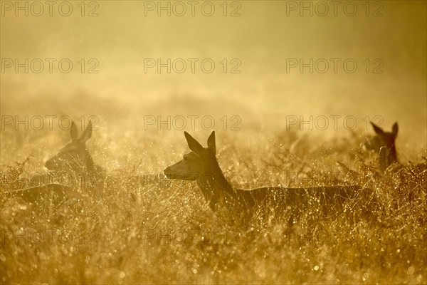 Red deer