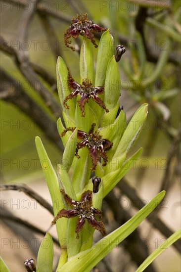 Flowering black flag