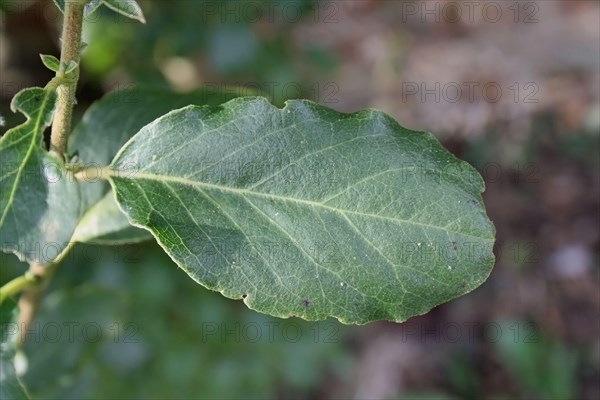 Wavyleaf Silktassle