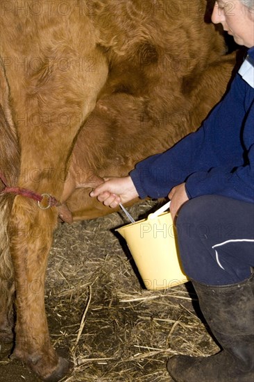 Baeuerin milks by hand