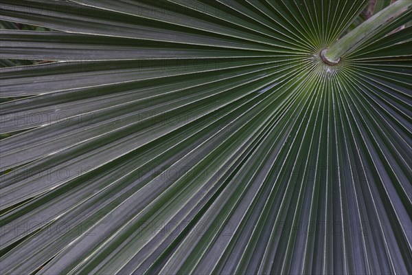 Silver-white silver palm Coccothrinax argentea