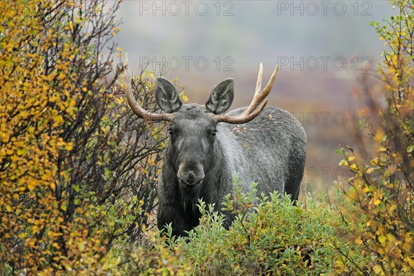 Elk