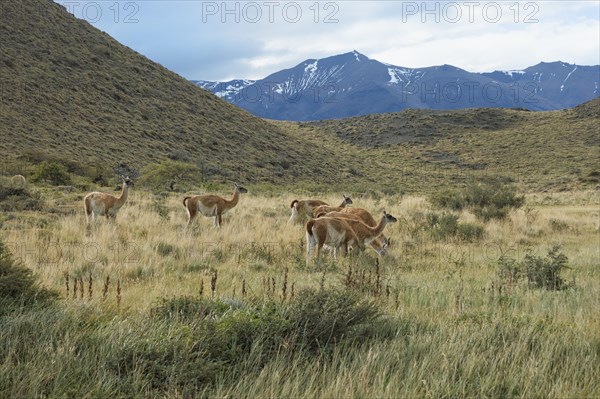 Group of guanacos