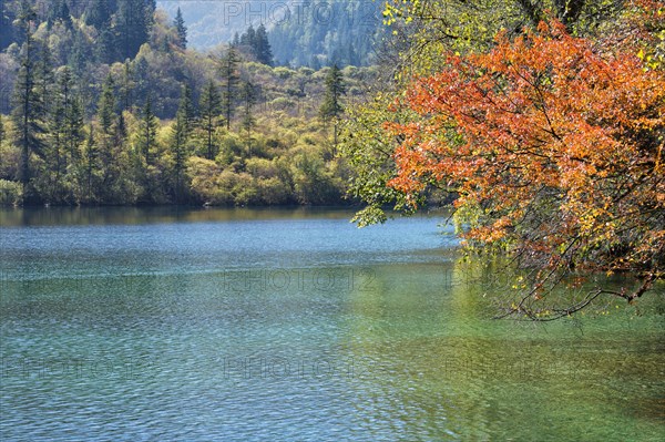 Panda Lake