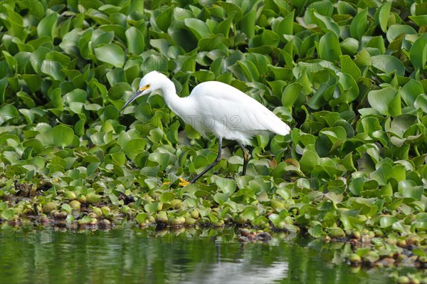 Snowy Egret