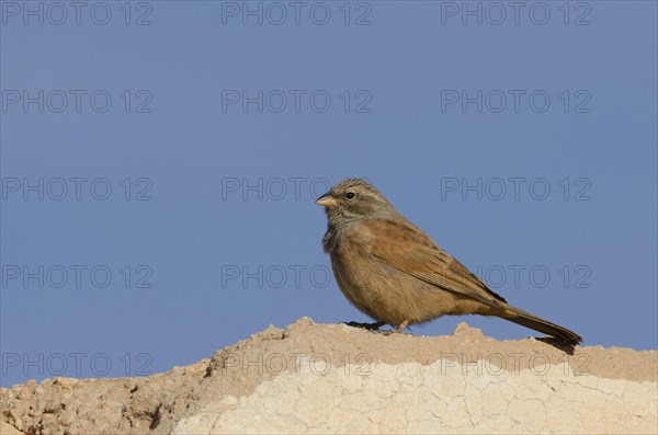 House bunting