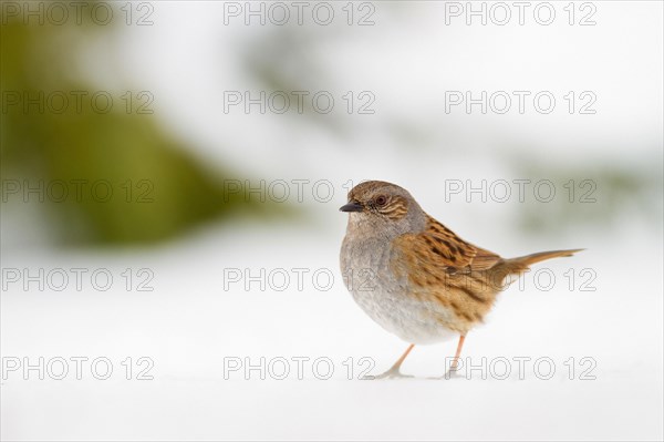 Hedge Accentor