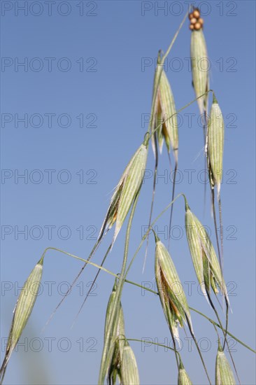 Hairy hairy brome