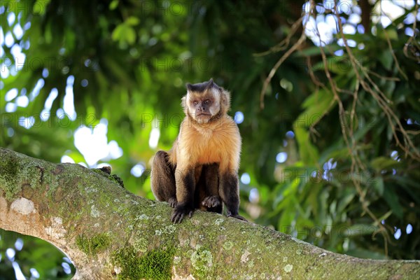 Brown Capuchin