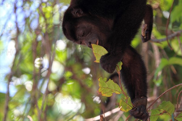 Mantled howler monkey