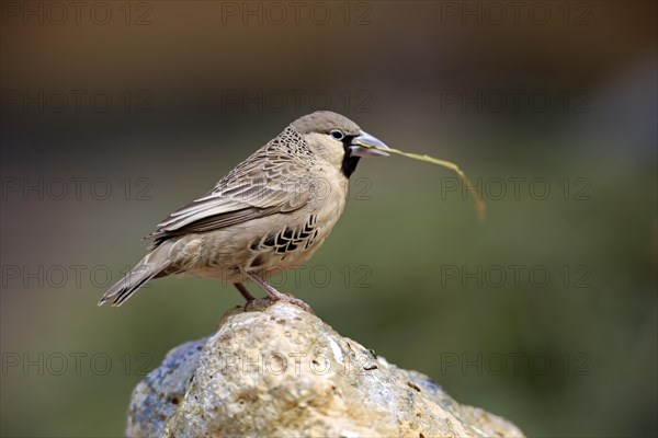 Sociable Weaver