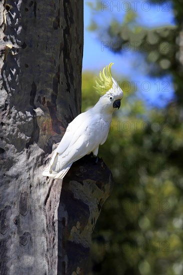 Sulphur-crested cockatoo