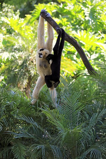 Northern white-cheeked gibbon