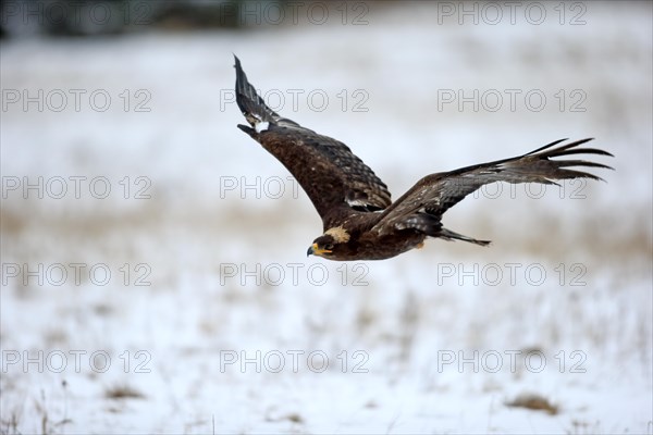 Steppe eagle