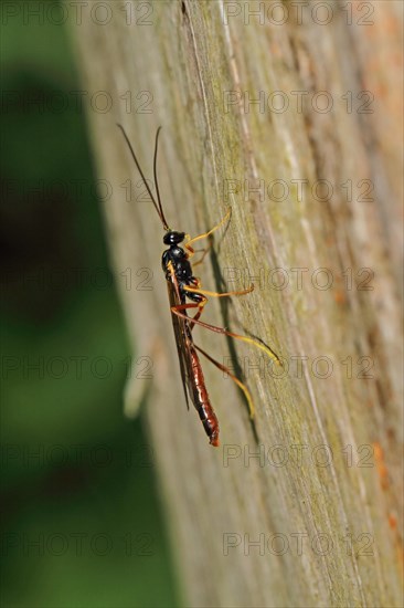 Sickle wasp