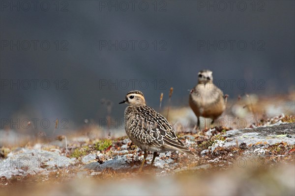 Mornell's plover