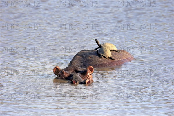 Hippopotamus