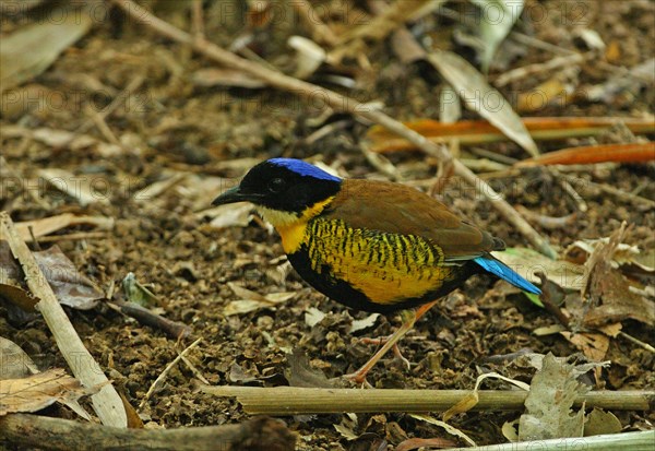 Gurney's Pitta