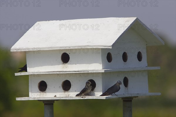 Purple martin