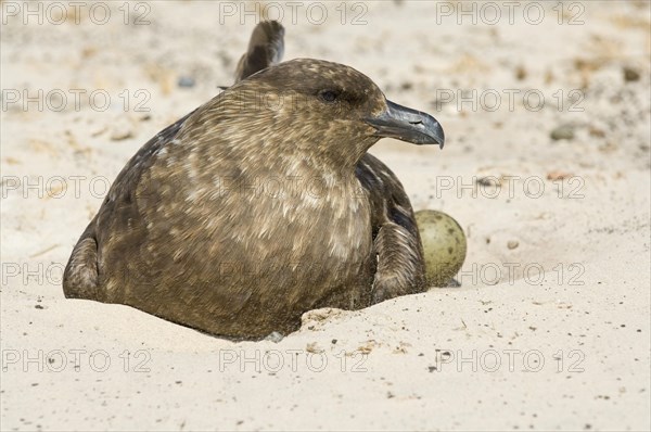 Stercorarius antarctica