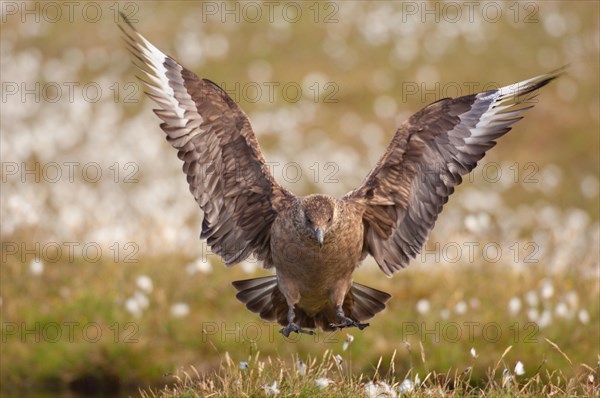 Great Skua