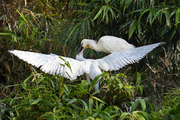 Eurasian spoonbill