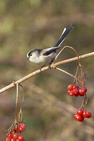 Long-long-tailed tits