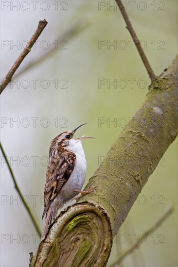 Common eurasian treecreeper