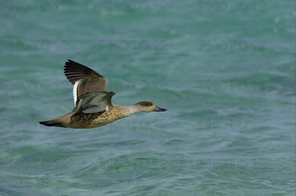 Patagonian crested duck