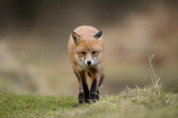 Red fox