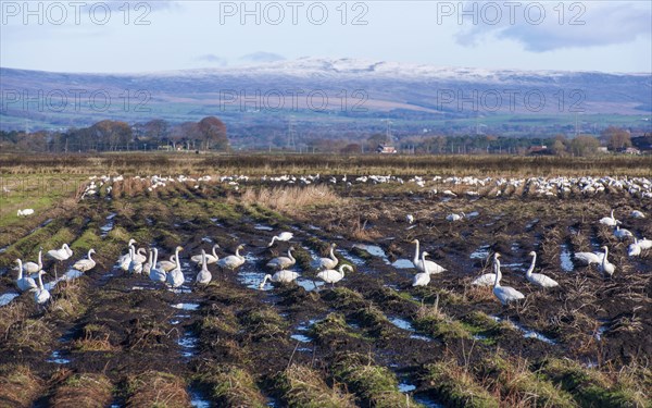 Whooper swan