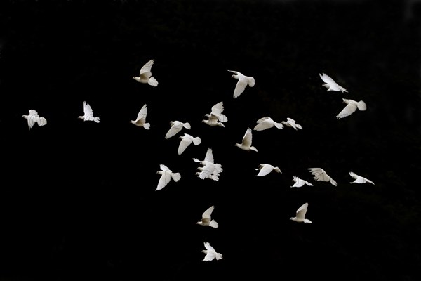 White adult domestic pigeon